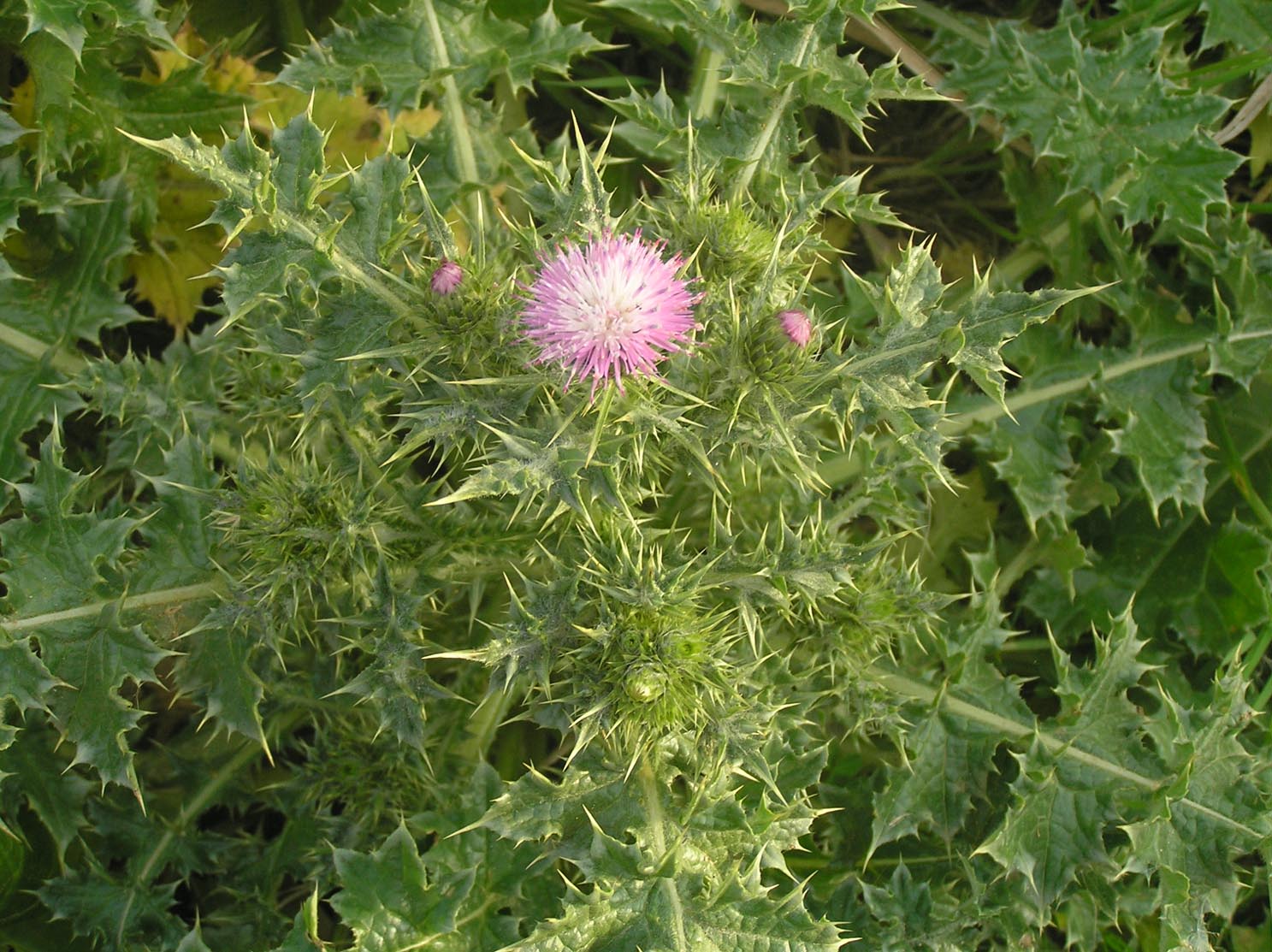 Carduus  gruppo pycnocephalus e Galactites tomentosus